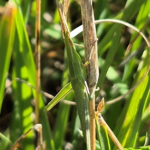 Acrida conica at Tarago, NSW - 19 Dec 2024