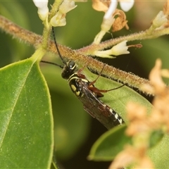 Unidentified Flower wasp (Scoliidae or Tiphiidae) at Higgins, ACT - 15 Nov 2024 by AlisonMilton