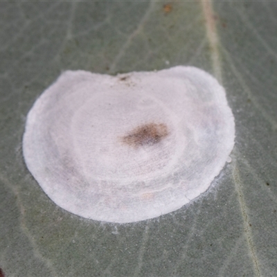 Psyllidae sp. (family) (Unidentified psyllid or lerp insect) at Higgins, ACT - 15 Nov 2024 by AlisonMilton
