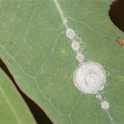 Glycaspis sp. (genus) (Unidentified sugary lerp) at Higgins, ACT - 15 Nov 2024 by AlisonMilton