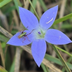 Wahlenbergia sp. at Tarago, NSW - 19 Dec 2024 by clarehoneydove