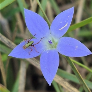 Wahlenbergia capillaris at Tarago, NSW - 19 Dec 2024 05:10 PM