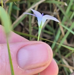 Wahlenbergia capillaris at Tarago, NSW - 19 Dec 2024