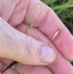 Wahlenbergia capillaris at Tarago, NSW - 19 Dec 2024