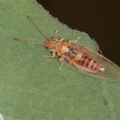 Glycaspis sp. (genus) (Unidentified sugary lerp) at Higgins, ACT - 15 Nov 2024 by AlisonMilton