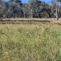 Themeda triandra (Kangaroo Grass) at Tarago, NSW - 19 Dec 2024 by clarehoneydove