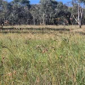 Themeda triandra at Tarago, NSW - 19 Dec 2024 04:56 PM