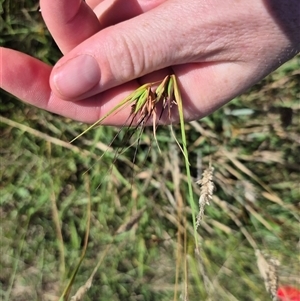 Themeda triandra at Tarago, NSW - 19 Dec 2024 04:56 PM