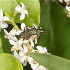 Eleale aspera (Clerid beetle) at Higgins, ACT - 15 Nov 2024 by AlisonMilton