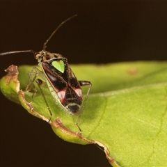 Austropeplus annulipes (A mirid bug) at Higgins, ACT - 15 Nov 2024 by AlisonMilton