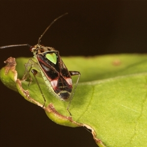 Austropeplus annulipes at Higgins, ACT - 15 Nov 2024