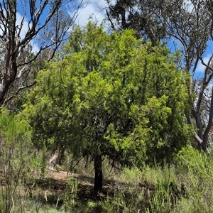 Exocarpos cupressiformis at Tirrannaville, NSW - 19 Dec 2024