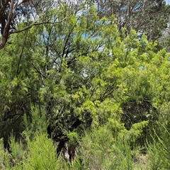 Exocarpos cupressiformis at Tirrannaville, NSW - 19 Dec 2024