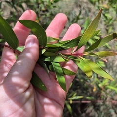 Hakea salicifolia subsp. salicifolia (Willow-leaved Hakea) at Tirrannaville, NSW - 19 Dec 2024 by clarehoneydove