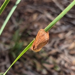 Unidentified Moth (Lepidoptera) at Tirrannaville, NSW - 19 Dec 2024 by clarehoneydove