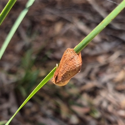 Doratifera quadriguttata and casta (Four-spotted Cup Moth) at Tirrannaville, NSW - 19 Dec 2024 by clarehoneydove