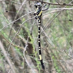 Unidentified Dragonfly (Anisoptera) at Tirrannaville, NSW - 19 Dec 2024 by clarehoneydove