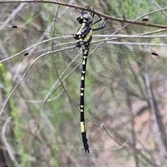 Parasynthemis regina at Tirrannaville, NSW - 19 Dec 2024 12:32 PM