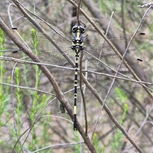 Unidentified at suppressed - 19 Dec 2024