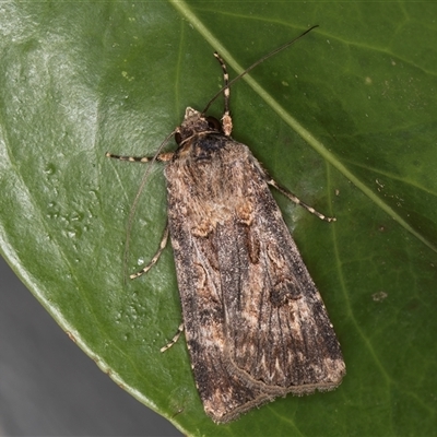 Agrotis munda (Brown Cutworm) at Melba, ACT - 16 Dec 2024 by kasiaaus