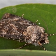 Agrotis munda at Melba, ACT - 16 Dec 2024