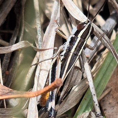 Macrotona australis (Common Macrotona Grasshopper) at Tirrannaville, NSW - 19 Dec 2024 by clarehoneydove