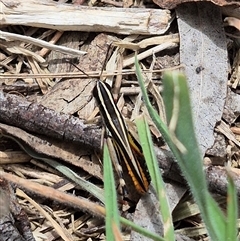 Macrotona australis at Tirrannaville, NSW - 19 Dec 2024 12:38 PM