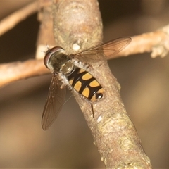 Melangyna viridiceps (Hover fly) at Higgins, ACT - 15 Nov 2024 by AlisonMilton