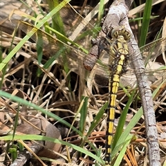 Unidentified Dragonfly (Anisoptera) at Tirrannaville, NSW - 19 Dec 2024 by clarehoneydove