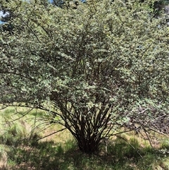 Cotoneaster pannosus (Cotoneaster) at Tirrannaville, NSW - 19 Dec 2024 by clarehoneydove