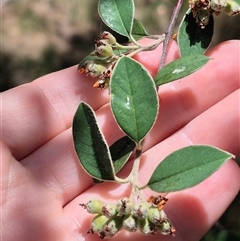 Cotoneaster pannosus at Tirrannaville, NSW - 19 Dec 2024 12:56 PM