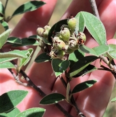 Cotoneaster pannosus at Tirrannaville, NSW - 19 Dec 2024 12:56 PM