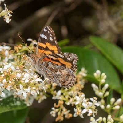 Vanessa kershawi (Australian Painted Lady) at Higgins, ACT - 15 Nov 2024 by AlisonMilton