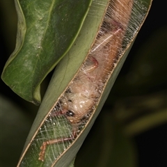 Unidentified Cricket (several families) at Melba, ACT - 16 Dec 2024 by kasiaaus