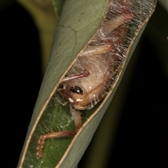 Gryllacrididae (family) at Melba, ACT - 16 Dec 2024