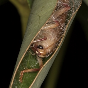 Gryllacrididae (family) at Melba, ACT - 16 Dec 2024 11:09 PM