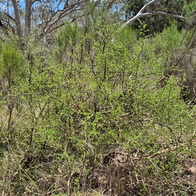 Lycium ferocissimum (African Boxthorn) at Tirrannaville, NSW - 19 Dec 2024 by clarehoneydove