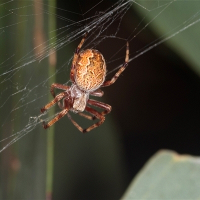 Salsa fuliginata (Sooty Orb-weaver) at Higgins, ACT - 15 Nov 2024 by AlisonMilton