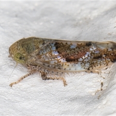 Hishimonus diffractus (Leafhopper) at Melba, ACT - 16 Dec 2024 by kasiaaus