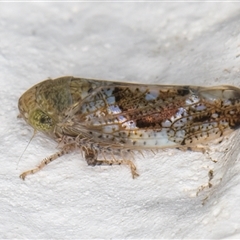 Unidentified Leafhopper or planthopper (Hemiptera, several families) at Melba, ACT - 16 Dec 2024 by kasiaaus