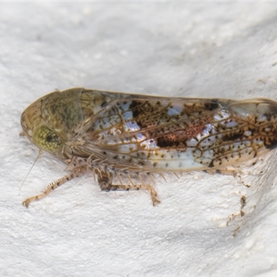 Hishimonus (genus) (A leafhopper) at Melba, ACT - 16 Dec 2024 by kasiaaus