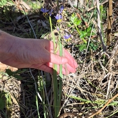 Dianella caerulea (Common Flax Lily) at Tarago, NSW - 19 Dec 2024 by clarehoneydove