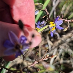 Dianella caerulea at Tarago, NSW - 19 Dec 2024 04:34 PM