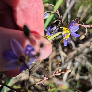 Dianella caerulea at Tarago, NSW - 19 Dec 2024 04:34 PM