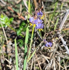 Dianella caerulea at Tarago, NSW - 19 Dec 2024 04:34 PM