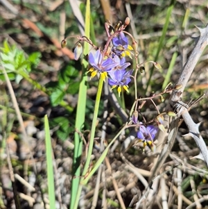 Dianella caerulea at Tarago, NSW - 19 Dec 2024 04:34 PM