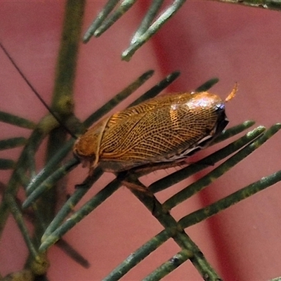 Ellipsidion humerale (Common Ellipsidion) at Tirrannaville, NSW - 19 Dec 2024 by clarehoneydove