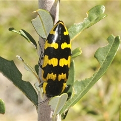 Cyrioides imperialis at Rendezvous Creek, ACT - 19 Dec 2024