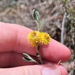 Chrysocephalum apiculatum at Tirrannaville, NSW - 19 Dec 2024