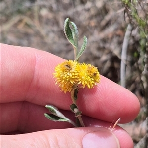 Chrysocephalum apiculatum at Tirrannaville, NSW - 19 Dec 2024